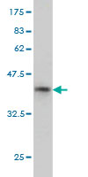 1 - NAT2 Antibody (monoclonal) (M01) AT2973a