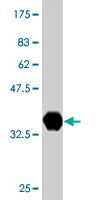 1 - NBR1 Antibody (monoclonal) (M05) AT2978a