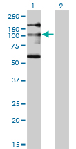 1 - NBR1 Antibody (monoclonal) (M05) AT2978a