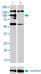 1 - NBR1 Antibody (monoclonal) (M05) AT2978a