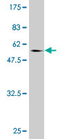 1 - NCOA5 Antibody (monoclonal) (M04) AT2984a