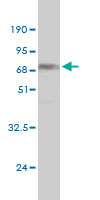 1 - NDRG4 Antibody (monoclonal) (M01) AT2994a