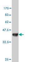 1 - NDST3 Antibody (monoclonal) (M01) AT2997a