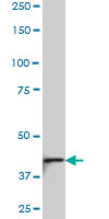 1 - NDST3 Antibody (monoclonal) (M01) AT2997a