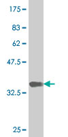 1 - NEUROD6 Antibody (monoclonal) (M06) AT3024a