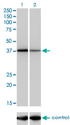 1 - NFYC Antibody (monoclonal) (M01) AT3043a