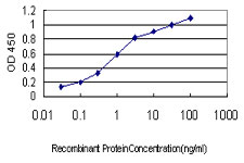 10 - NGB Antibody (monoclonal) (M01) AT3044a