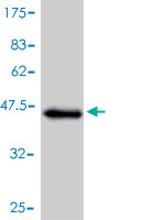 1 - NGB Antibody (monoclonal) (M01) AT3044a