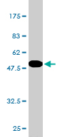 1 - NOTCH2NL Antibody (monoclonal) (M01) AT3079a