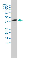 1 - NOTCH2NL Antibody (monoclonal) (M01) AT3079a