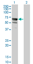 1 - NT5C2 Antibody (monoclonal) (M02) AT3120a