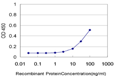 10 - NTNG2 Antibody (monoclonal) (M01) AT3121a
