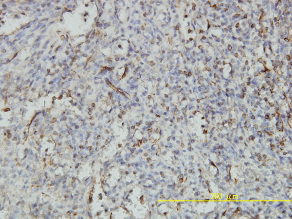 2 - NUCB1 Antibody (monoclonal) (M01) AT3124a