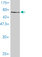 1 - NUCB1 Antibody (monoclonal) (M01) AT3124a