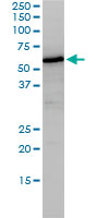 1 - NUCB1 Antibody (monoclonal) (M01) AT3124a