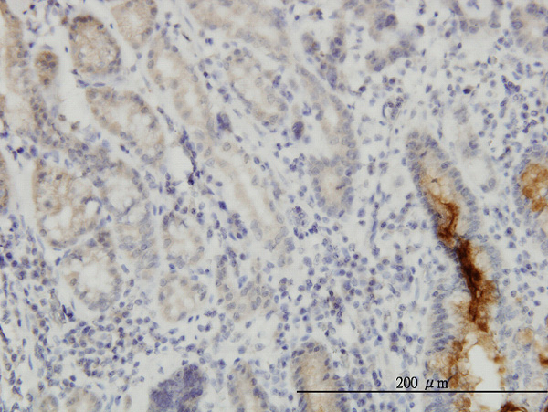 2 - NUP133 Antibody (monoclonal) (M01) AT3135a