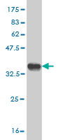 1 - NUP133 Antibody (monoclonal) (M01) AT3135a