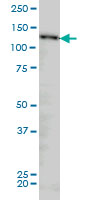 1 - NUP133 Antibody (monoclonal) (M01) AT3135a