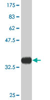 1 - NUP133 Antibody (monoclonal) (M02) AT3136a