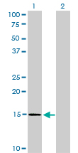 1 - NXT1 Antibody (monoclonal) (M08) AT3141a