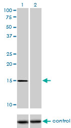 1 - NXT1 Antibody (monoclonal) (M08) AT3141a
