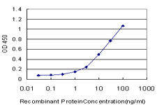10 - OPHN1 Antibody (monoclonal) (M03) AT3150a