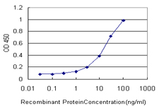 10 - ORC4L Antibody (monoclonal) (M05) AT3154a