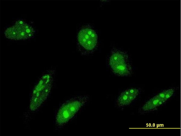 3 - ORC4L Antibody (monoclonal) (M05) AT3154a