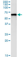 5 - PAK1 Antibody (monoclonal) (M02) AT3173a