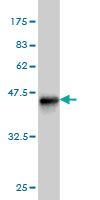 1 - PALM Antibody (monoclonal) (M09) AT3176a