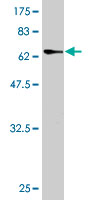1 - PARVG Antibody (monoclonal) (M01) AT3185a