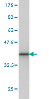 1 - PCDH8 Antibody (monoclonal) (M01) AT3216a