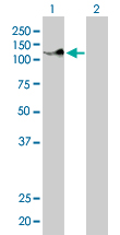 1 - PCDH8 Antibody (monoclonal) (M01) AT3216a