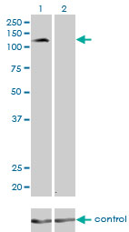 1 - PCDH8 Antibody (monoclonal) (M01) AT3216a