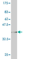 1 - PCDHA6 Antibody (monoclonal) (M05) AT3220a