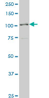 1 - PCDHA6 Antibody (monoclonal) (M05) AT3220a