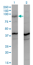 1 - PCDHGA2 Antibody (monoclonal) (M01) AT3227a
