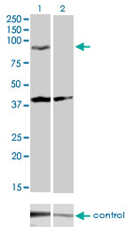 1 - PCDHGA2 Antibody (monoclonal) (M01) AT3227a