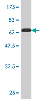 1 - PEX10 Antibody (monoclonal) (M01) AT3271a