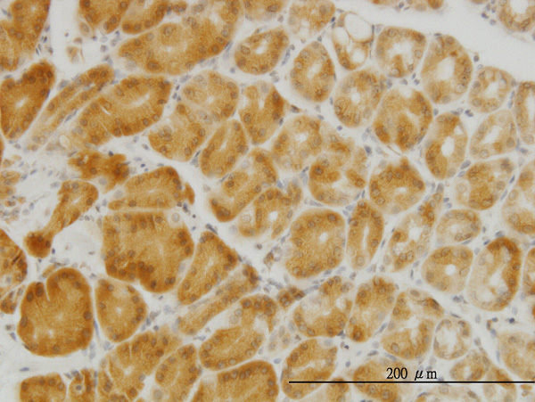 2 - PGRMC2 Antibody (monoclonal) (M04) AT3290a