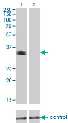 1 - PHOX2A Antibody (monoclonal) (M01) AT3303a