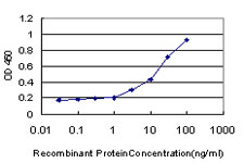 10 - PIGL Antibody (monoclonal) (M01) AT3306a