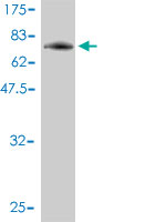 1 - PIGO Antibody (monoclonal) (M01) AT3307a