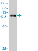 1 - PILRA Antibody (monoclonal) (M01) AT3311a