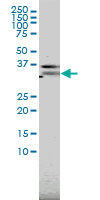 1 - PILRA Antibody (monoclonal) (M01) AT3311a