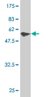 1 - PIR Antibody (monoclonal) (M03) AT3317a