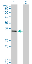 1 - PIR Antibody (monoclonal) (M03) AT3317a