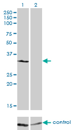 1 - PIR Antibody (monoclonal) (M03) AT3317a