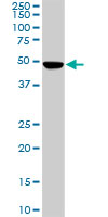 1 - PNMA1 Antibody (monoclonal) (M01) AT3360a