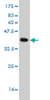 1 - POLE2 Antibody (monoclonal) (M01) AT3369a